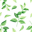 Watercolor seamless pattern of fresh peppermint leaves isolated on background. Detail of beauty products and botany set, cosmetology and medicine. For designers, spa decoration, p
