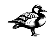 Duck Bird Standing An Resting, Black Vector Design Against White Background
