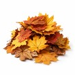 © NovaVision - Autumn Maple Leaves Pile Isolated on White. Generative ai