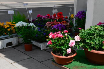 Poster - Pots with beautiful flowers on street market, closeup