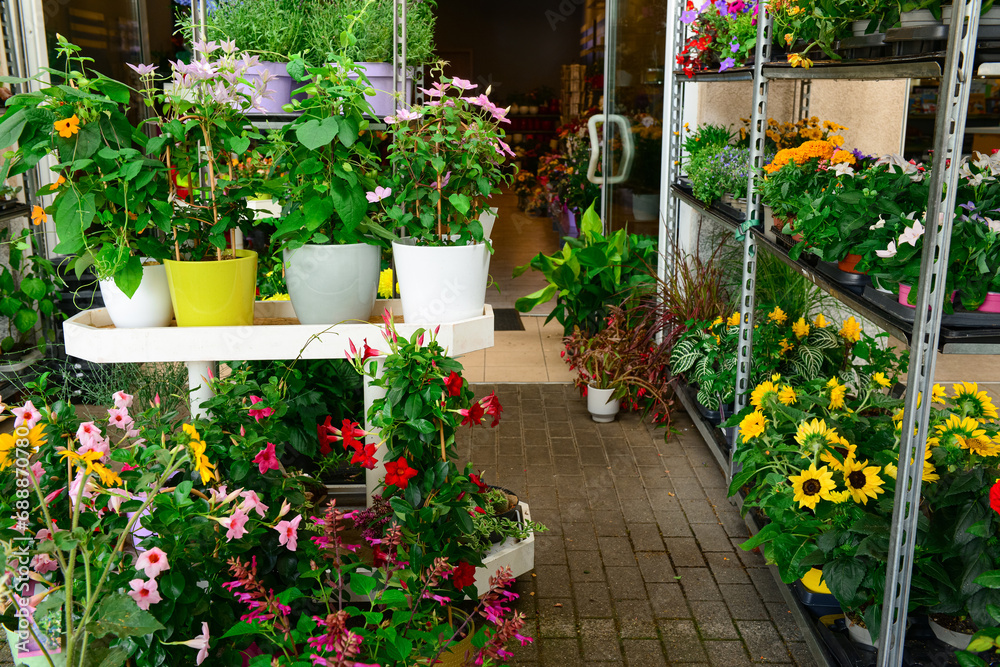 Shelves with beautiful flowers in shop