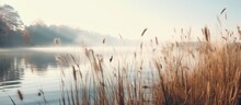 Lake Shore With Trees And Reeds, Hazy Morning, Natural Landscape, Selected Focus