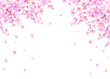 桜と舞い散る花びらのフレーム　桜吹雪　飾り枠　素材　お花見　入学　卒業　入園　卒園　ひな祭り　ひなまつり　白背景　白バック
