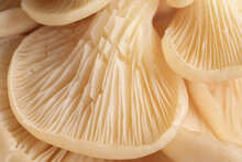 Macro View Of Fresh Oyster Mushrooms As Background
