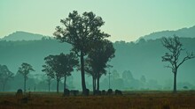 .Morning Blue Smoke In The Rice Fields.A Herd Of Buffalo Grazes In The Morning In A Rice Field..Herd Of Buffalo Eating Grass Under The Shade Of A Tree..big Trees Background.gradient Sky..