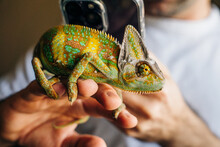 Chameleon Close Up. Multicolor Beautiful Chameleon Closeup Reptile With Colorful Bright Skin On The Hand