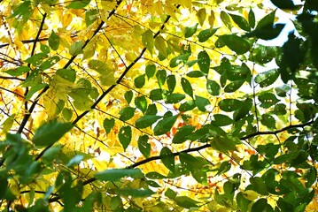 Sticker - Japanese zelkova (Zelkova serrata) yellow leaves.
Ulmaceae deciduous tree. Because of its beautiful shape, it is used as a park tree or street tree.