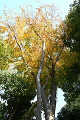 Poster - Japanese zelkova (Zelkova serrata) yellow leaves.
Ulmaceae deciduous tree. Because of its beautiful shape, it is used as a park tree or street tree.