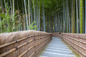 Naklejka na meble A Bamboo Grove at Adashino Nenbutsuji Temple in Kyoto, Japan