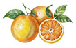 Ripe fresh Juicy tangerines with leaves, watercolor illustration, isolated on white background