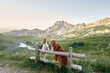 Two dogs, a Nova Scotia Retriever and a Jack Russell Terrier, lean on a fence with mountains behind, embodying adventure and camaraderie. 