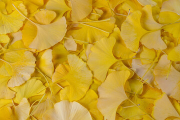 Poster - yellow ginkgo leaves as design background