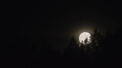 Wall Mural - full moon rise behind tree forest over evening sky. timelapse