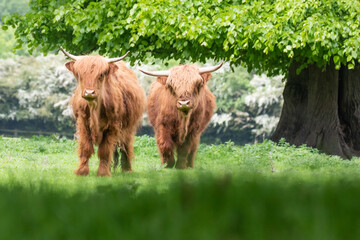 Wall Mural - Scottish highland cow 