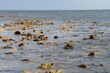 bull kelp seaweed growing on a rocky coastline by the ocean in tasmania australia
