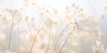 Delicate Dried White Flowers In Soft Macro Light