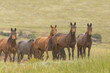 Wild horses grazing in a field in South Africa. These are undomesticated horses and the wind can be seen blowing through their manes and tails