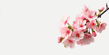 Banner, Background For Design, Spring, Summer, Congratulations, Pink Blossom  With Space For Copying Text 