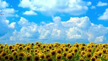 Sunflower Field Panorama At The Summer Day. Sunflowers On Blue Sky Background.