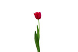 Fototapeta Tulipany - Close-up of red tulips isolated on transparent background png file.