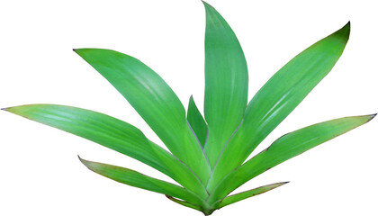 Sticker - green lily leaf on transparent background png file