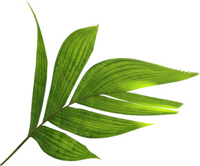 Sticker - tropical nature green palm leaf on transparent background png file