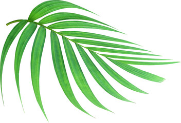 Wall Mural - tropical nature green palm leaf on transparent background png file