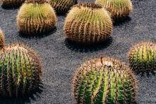 Spherical Cacti With Golden Spines Growing On Dark Volcanic Soil In A Botanical Garden.