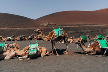 Camels with green saddles ready for riders against a backdrop of a volcanic landscape in Lanzarote