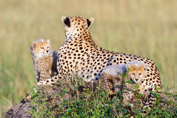 Wall Mural - Idyllic scene with Cheetah cubs looking at the camera