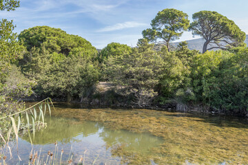 Wall Mural - lush vegetation on canal bank at bog on shore, near Marina di Alberese, Italy