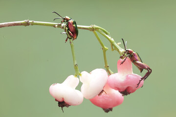 Two frog leg beetles are looking for food on the branches of a water apple tree full of fruit. These beautiful colored insects like rainbow colors have the scientific name Sagra sp.