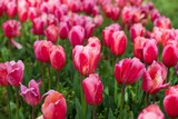 Fototapeta Tulipany - Beautiful flowers tulips in a flower bed as a background