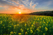 A picturesque sunset over a yellow field of blooming rapeseed