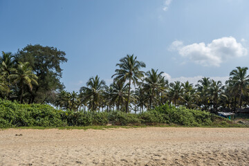 Wall Mural - silhouettes of coconut trees palms against the blue sky of India with sunset