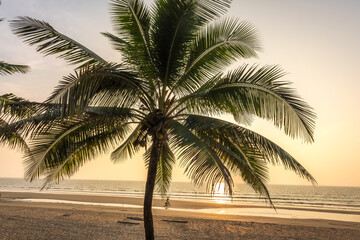 Wall Mural - silhouettes of coconut trees palms against the blue sky of India with sunset