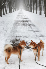 Wall Mural - Two Shiba Inu Dogs are walking in a winter snowy park. Two beautiful red shiba inu dogs.