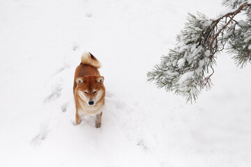 Wall Mural - Shiba Inu dog in the snow, walking in a snowy park. Beautiful red dog of Shiba Inu breed