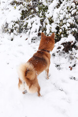 Wall Mural - Shiba Inu dog in a winter snowy park sniffs the snow. Beautiful red shiba inu dog from above