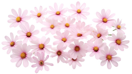 Wall Mural - Bright, beautiful, transparent flowers. Set of airy, soft, luxurious petals. Small, lively flowers. Isolated on transparent background, PNG file.