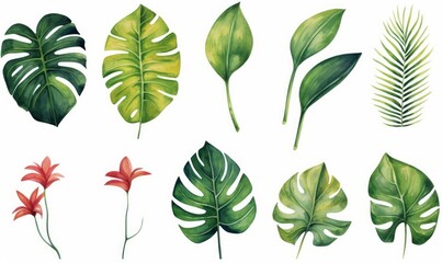 Wall Mural - Large hand drawn watercolor tropical plants set, monstera on an isolated white background, watercolor  illustration, Generative AI