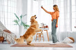 Commands for pet. Positive woman spending time at home for training adorable furry buddy. Purebred golden retriever standing on hind legs and trying to reach toy in female hands.Make Training Fun.