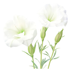 Wall Mural - bouquet of white flowers, lisianthus