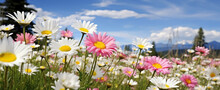 Field Of Daisies Against The Backdrop Of The Mountains And Blue Sky