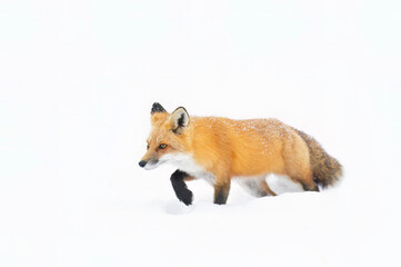 Wall Mural - Red fox with a bushy tail and orange fur coat hunting in the freshly fallen snow in Canada