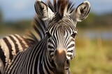 Fototapeta Konie - Zebra Portrait in