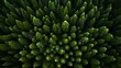 ariel view of pine tree forest. Generative AI