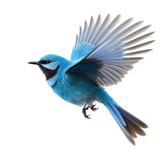 Wall Mural - Splendid fairy wren bird