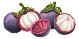 Mangosteen watercolor illustration. Hand drawn sketch of exotic tropical Fruit on isolated background. Drawing of asian food with garcinia and juicy slices. Sketch of mangostana for menu design.
