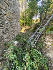 Wall Mural - Elagage de branches sur un chemin des Cévennes